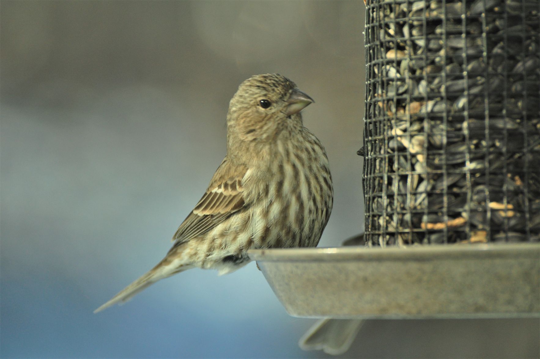 House finch - female
